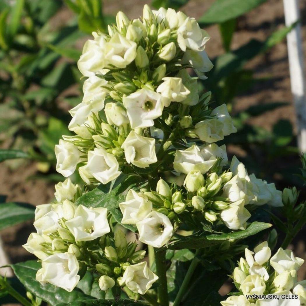 Флокс Грин Лиф 2