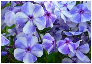 Флокс Гжель