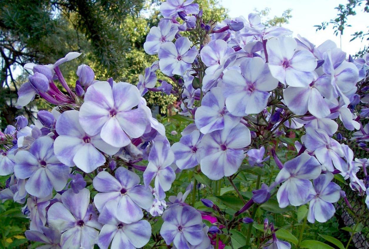 Флокс Гжель 5