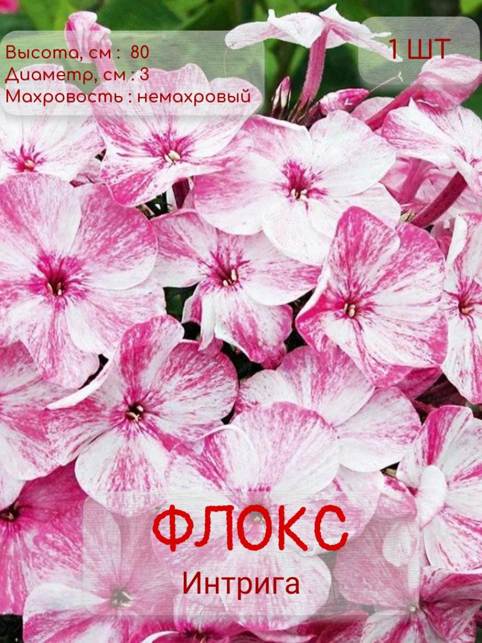 Флокс Интрига 2