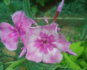 Флокс Калитка
