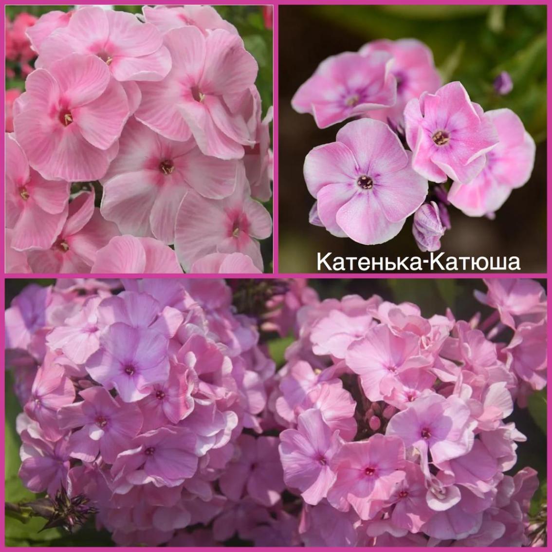 Флокс Катенька-Катюша 5