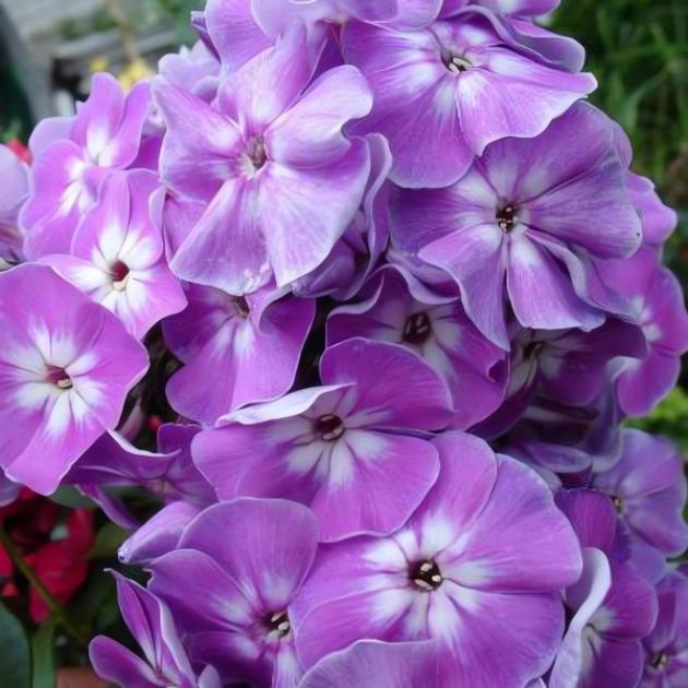 Флокс Катерина 3