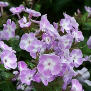 Флокс Катерина