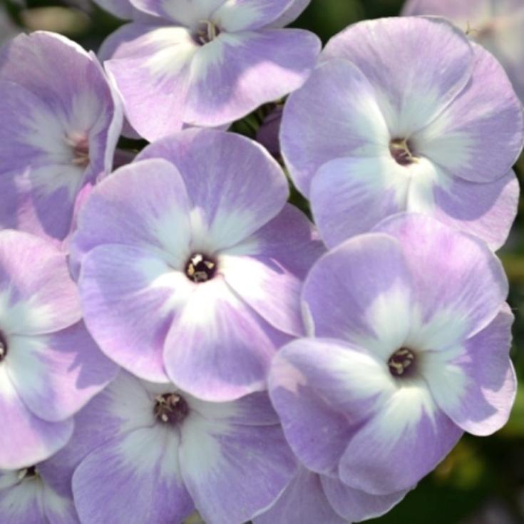 Флокс Катерина 6