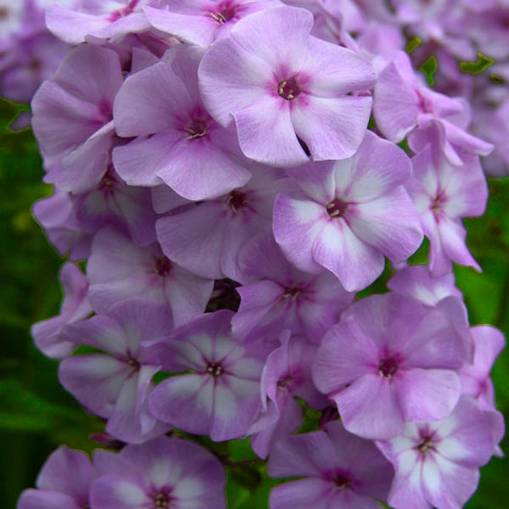 Флокс Катерина 7