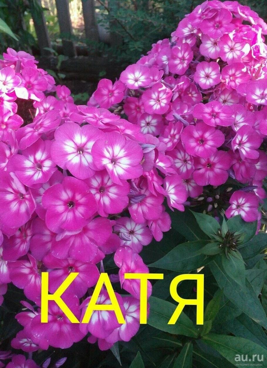 Флокс Катя 4