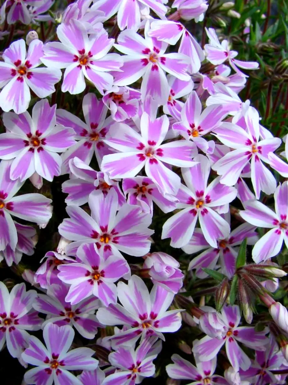 Флокс Кэнди Страйпс 4