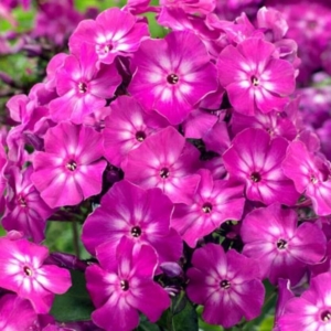 Флокс Ханна
