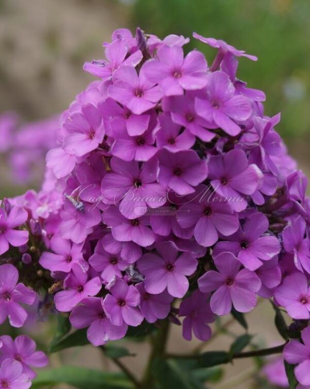 Флокс Хесперис 2