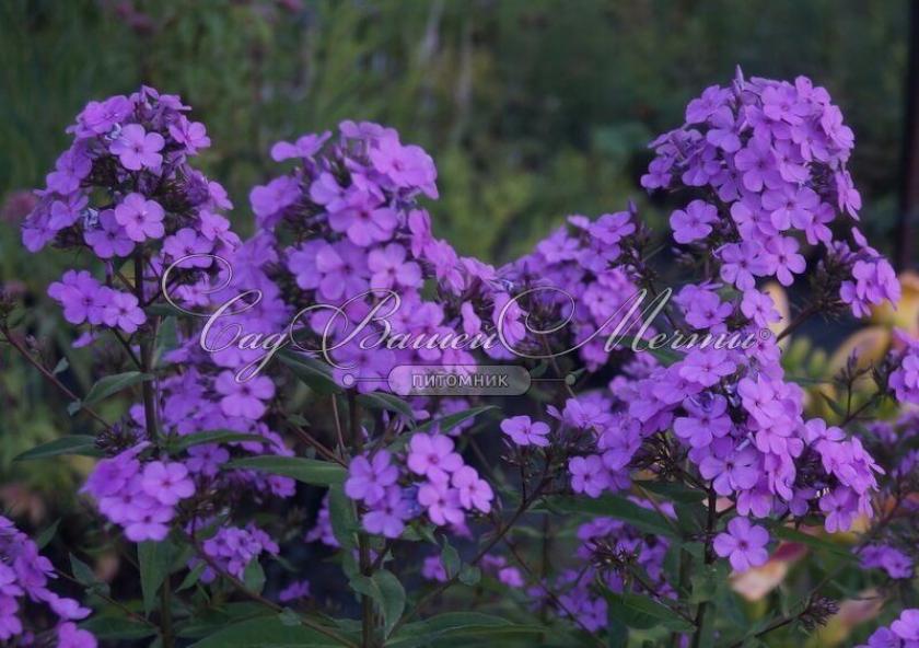 Флокс Хесперис 4