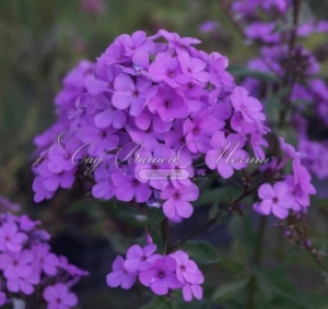 Флокс Хесперис