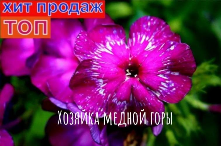 Флокс Хозяйка Медной Горы 3