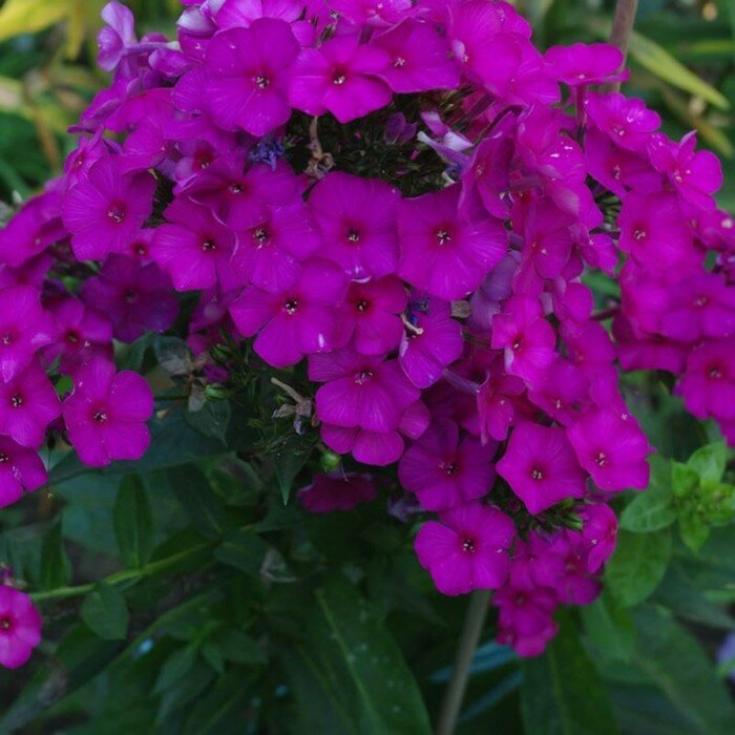 Флокс Кинг 3