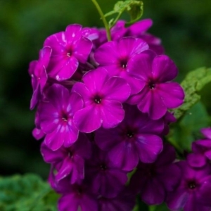 Флокс Кинг