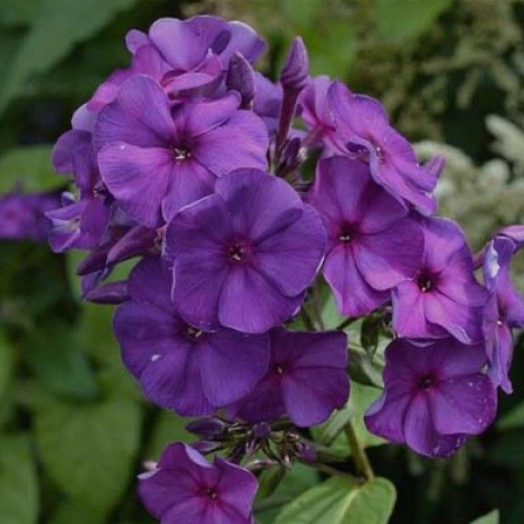 Флокс Кинг 5