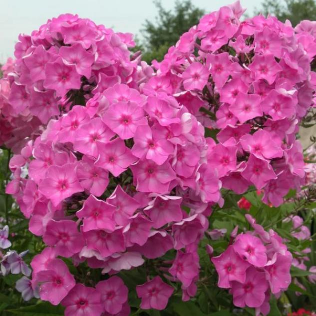 Флокс Классик Кассис 4