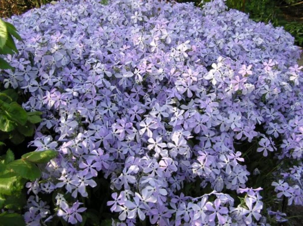 Флокс Клаудс оф Парфюм