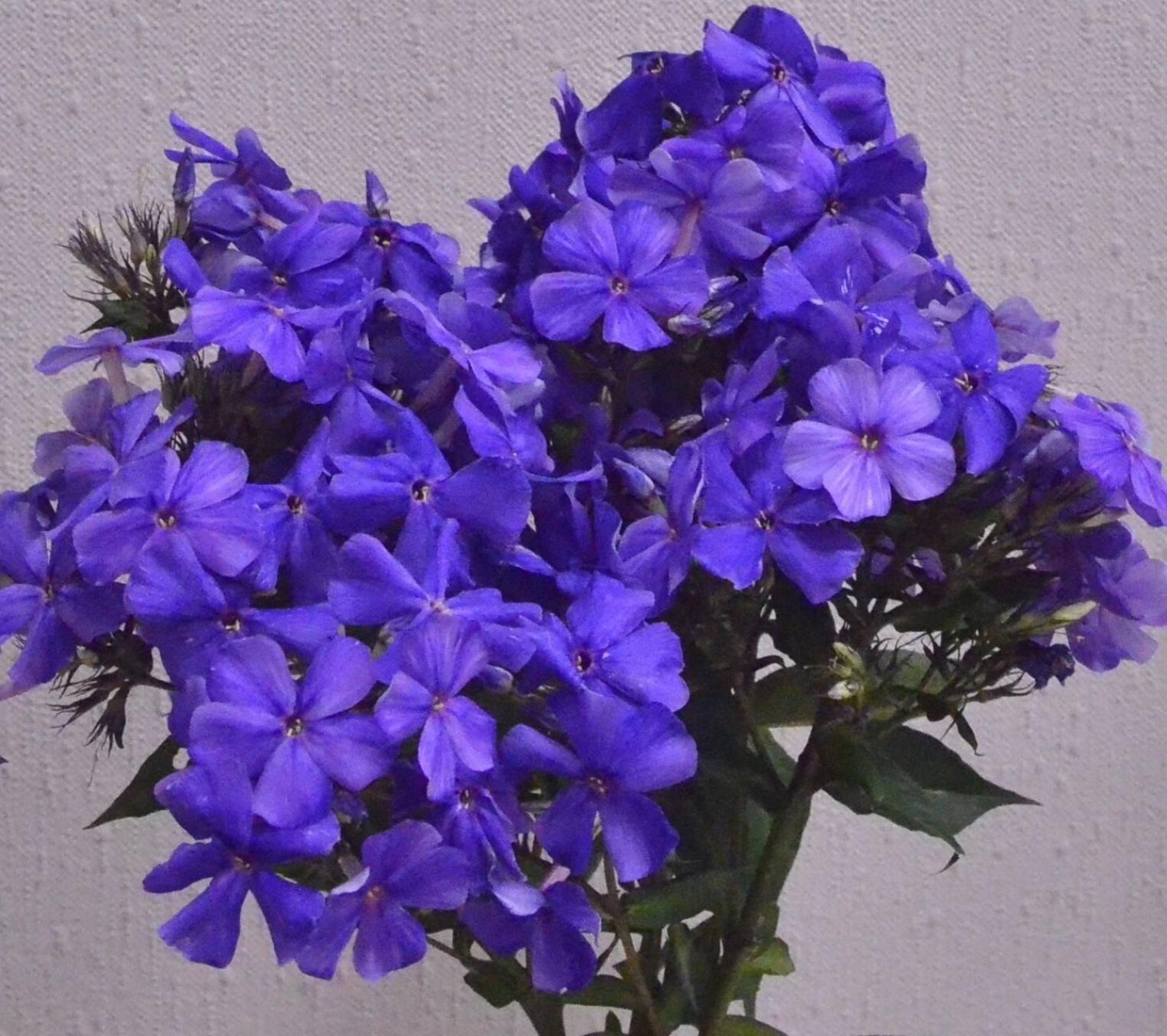 Флокс Кобальт 2