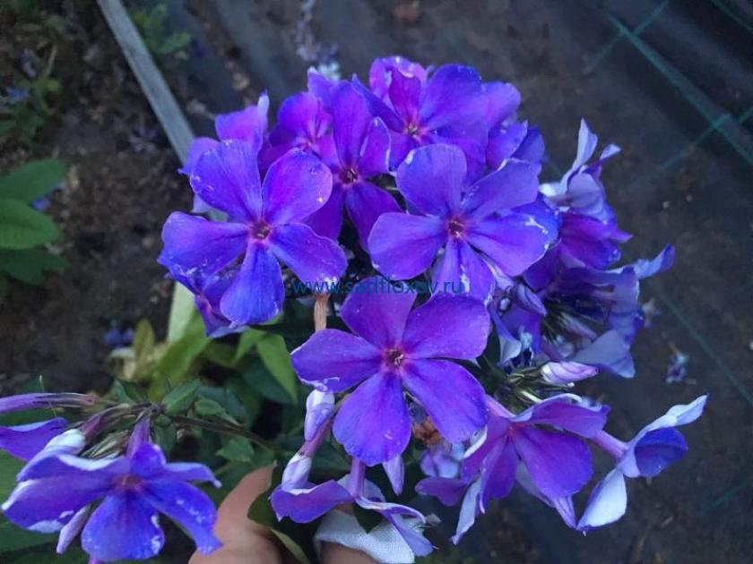 Флокс Кобальт 5