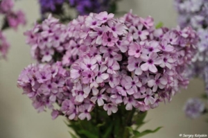 Флокс Колдунья
