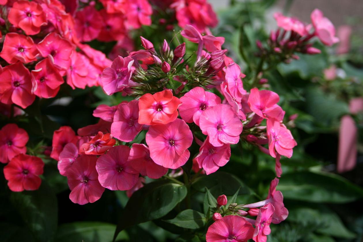 Флокс Коралл