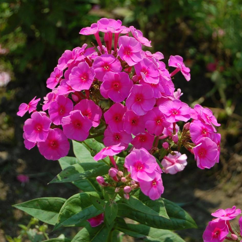 Флокс Космополитен 6