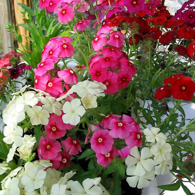 Флокс Красивый гном 2