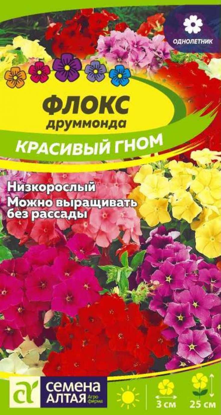 Флокс Красивый гном 3