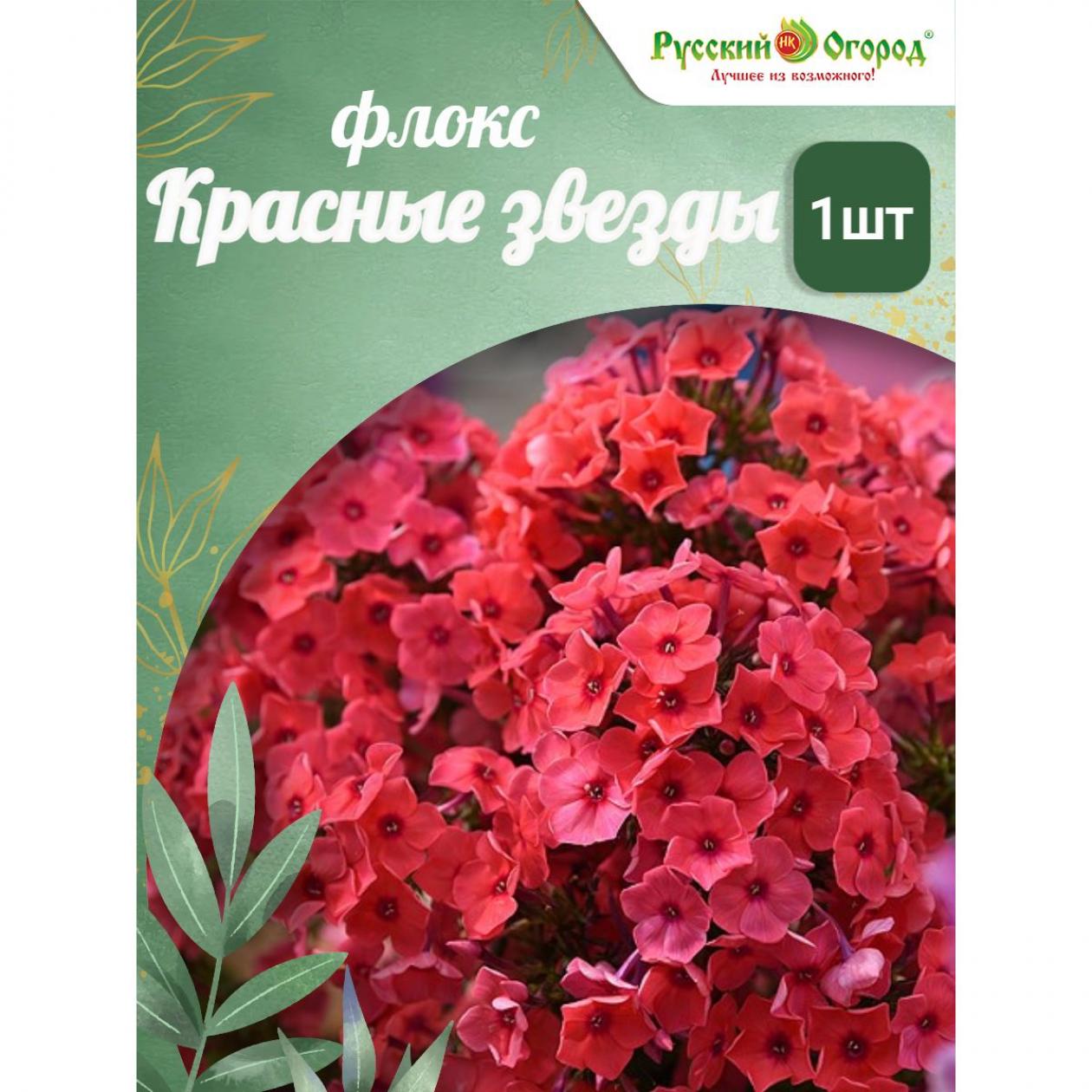 Флокс Красные Звёзды