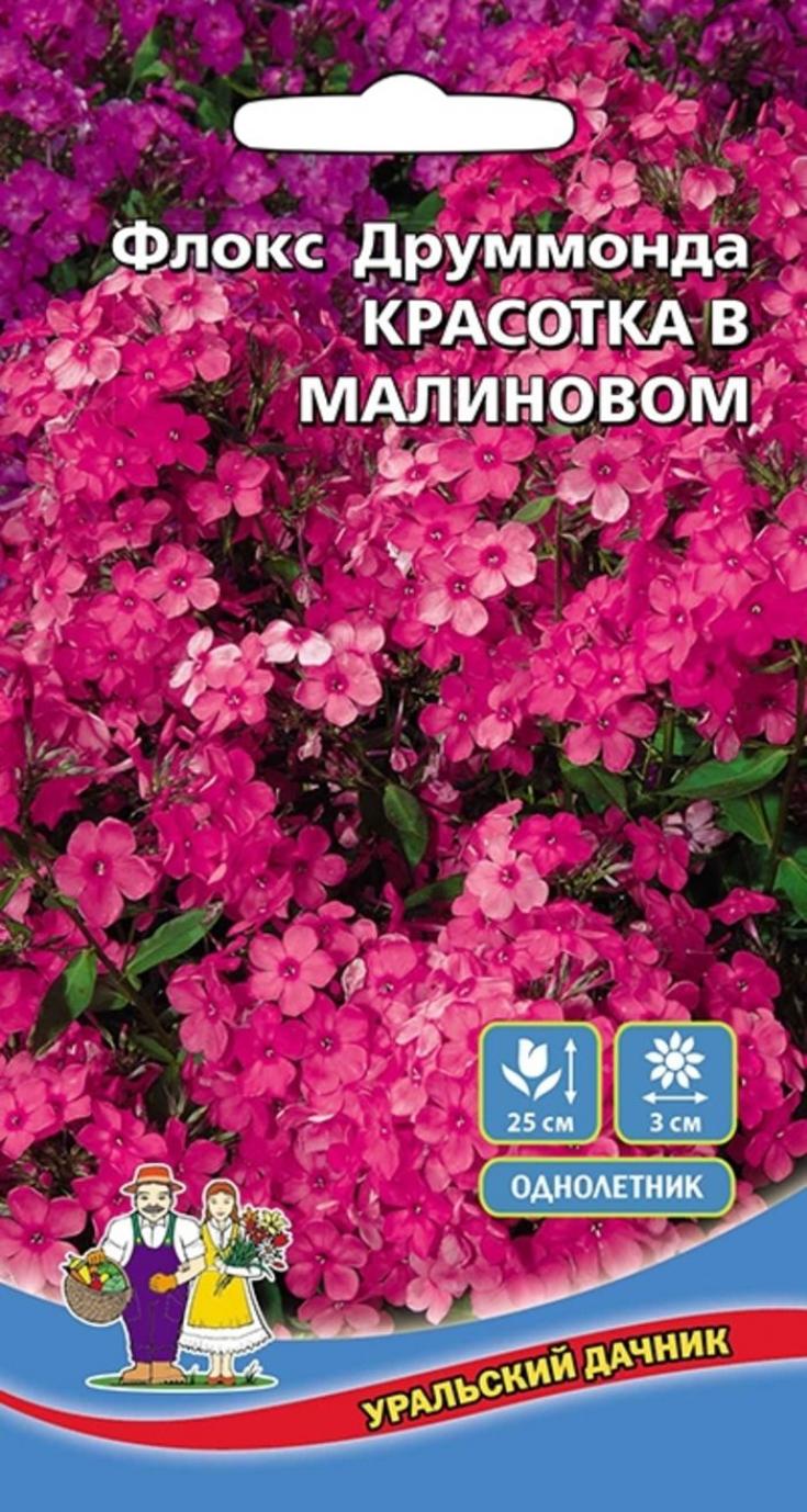 Флокс Красотка в малиновом 3