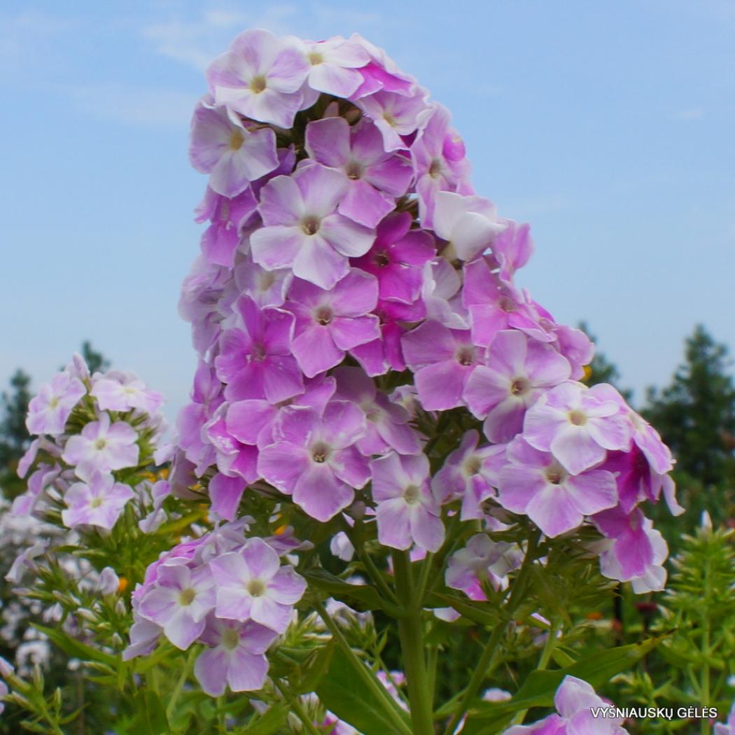 Флокс Кул Вотер 5