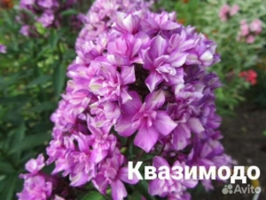 Флокс Квазимодо