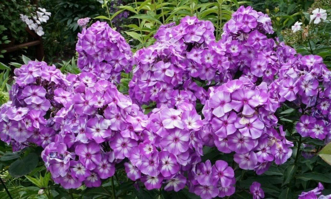 Флокс Лаура 3