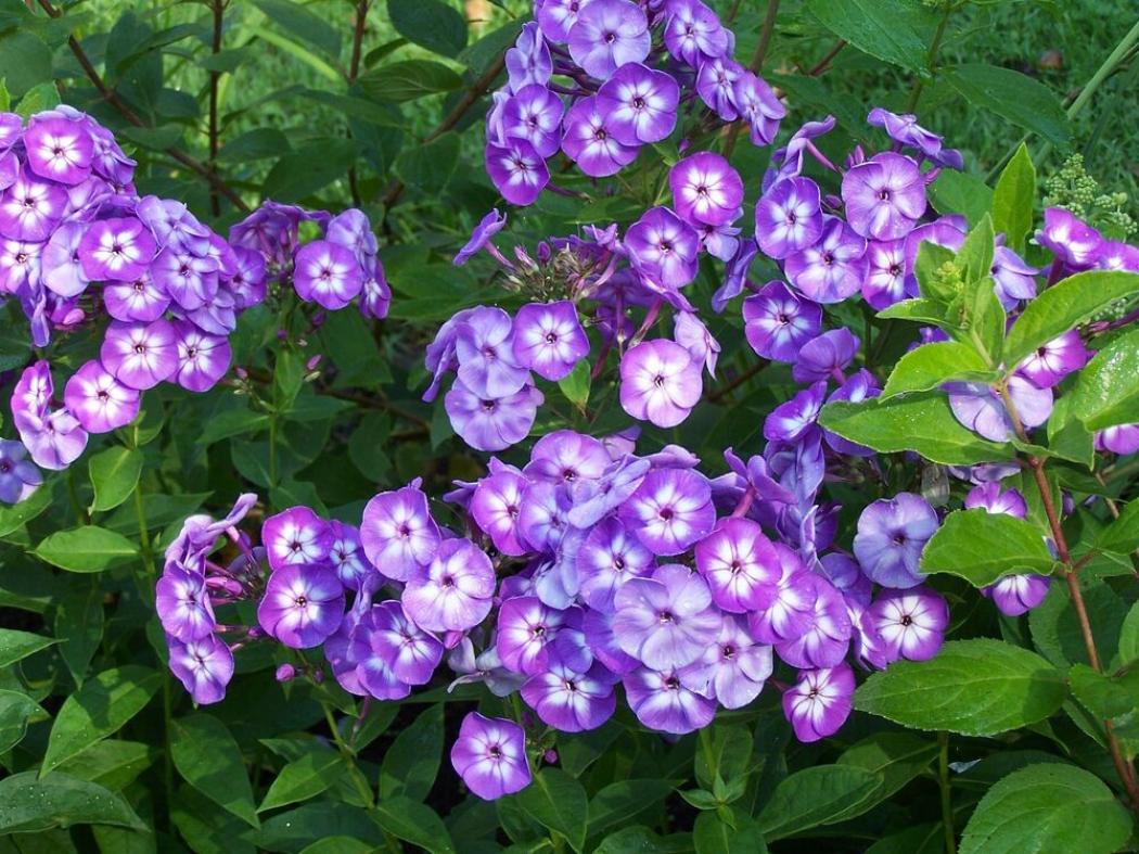Флокс Лаура 4
