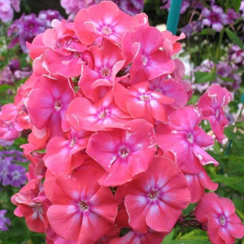 Флокс Лиззи 3