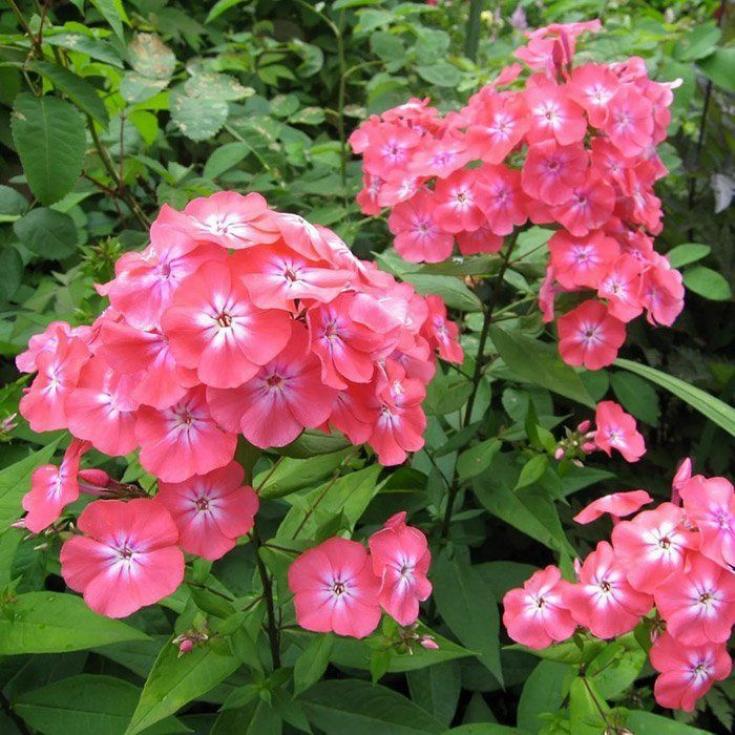 Флокс Лиззи