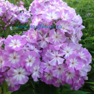 Флокс Лунный камень