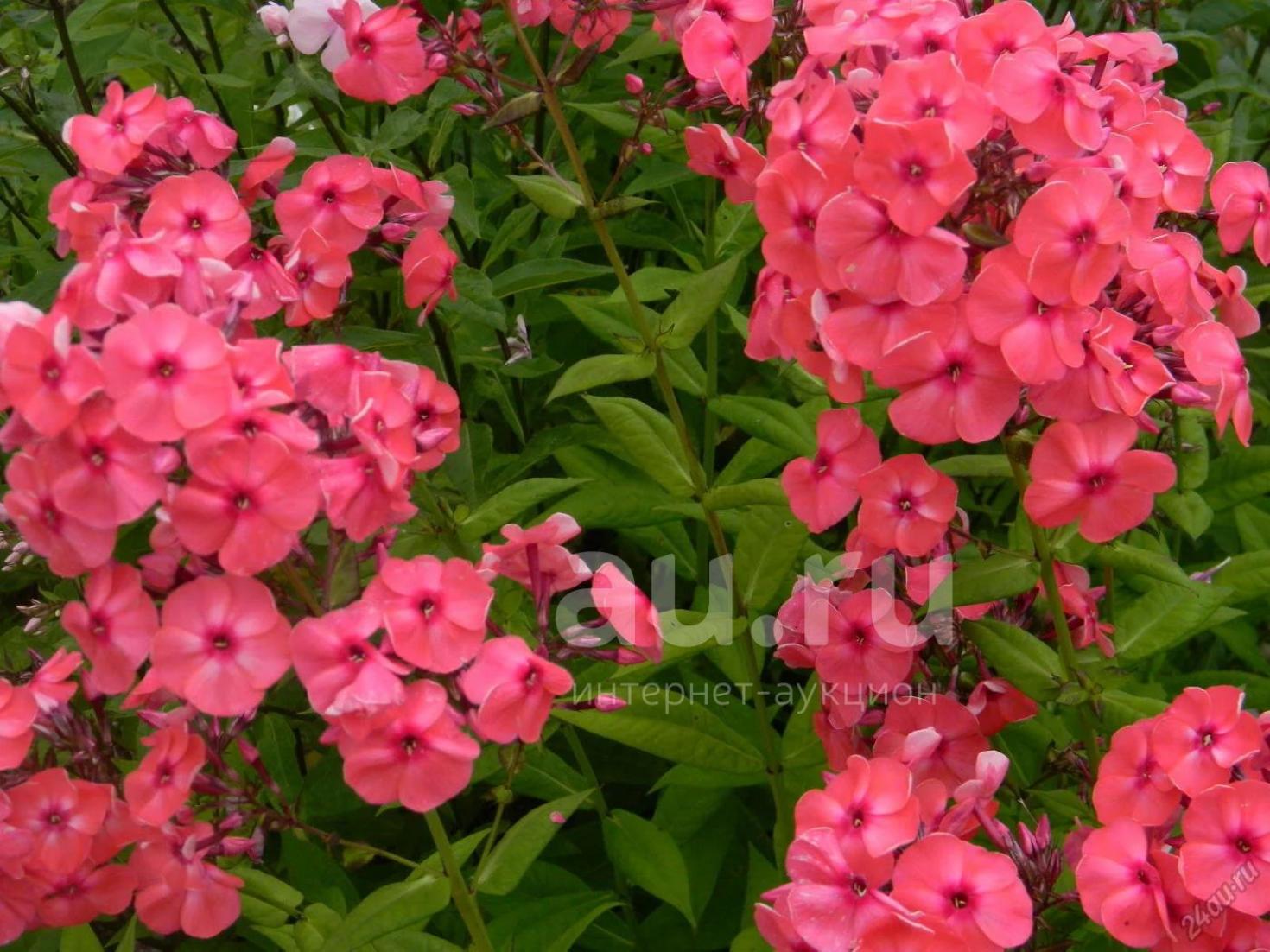 Флокс Любимец Гаганова 4