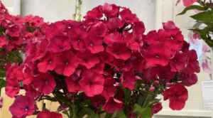 Флокс Любимец Гаганова
