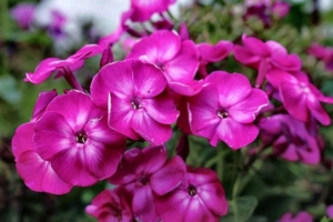 Флокс Люкс