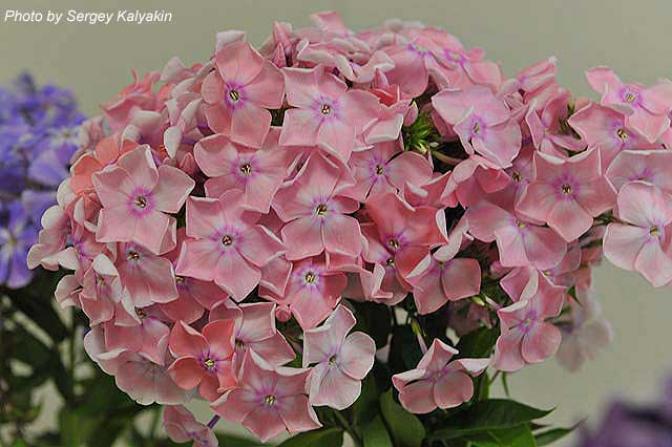 Флокс Мадам Клико 3