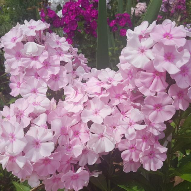 Флокс Мадам Клико