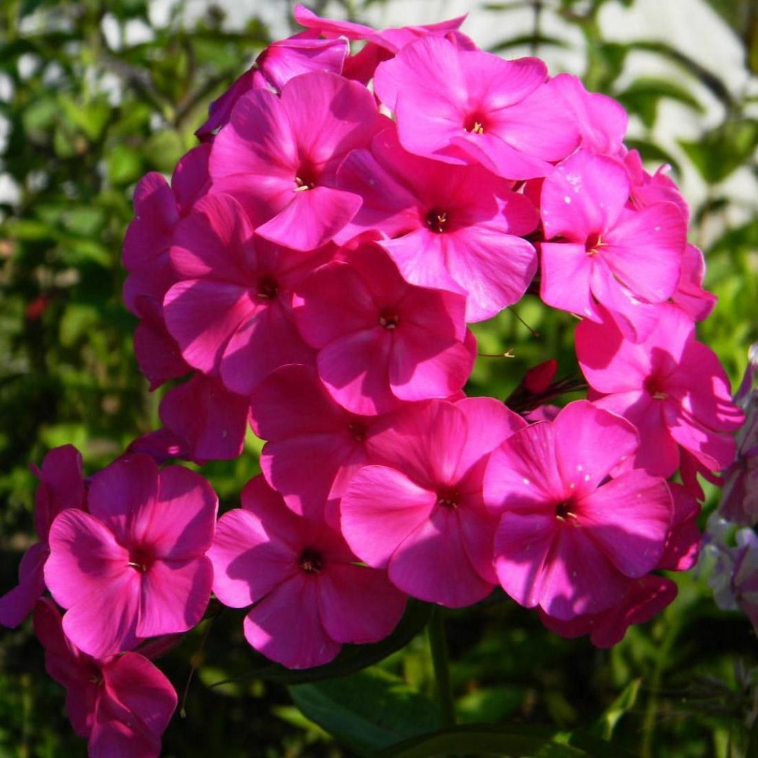 Флокс Малина ранняя 3