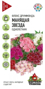 Флокс Манящая звезда