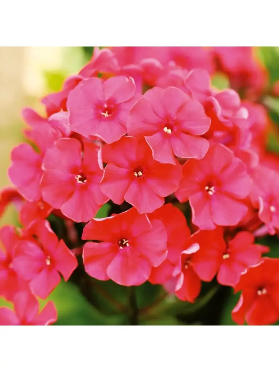 Флокс Маргарита 6