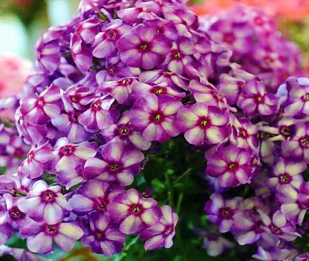 Флокс Маргри 5