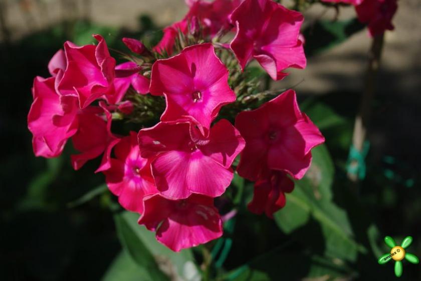 Флокс Мария 3