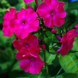 Флокс Мария