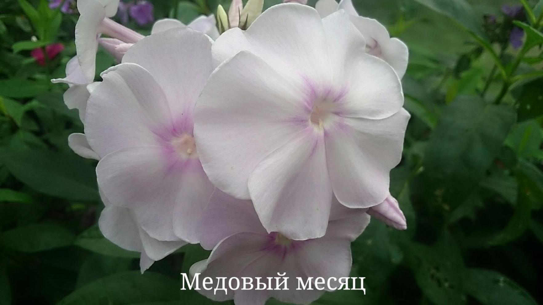Флокс Медовый Месяц 4